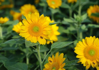 Sunflowers blooming in the morning. Bees find nectar on yellow flower petals. Gold Rush Sunflower has small flowers with stamens. Rounded, overlapping, golden orange petals. Classic sunflower in sun
