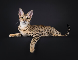 Fototapeta premium Young Savannah cat laying down side ways, with paw hanging down over edge. Looking towards camera. Isolated on a black background