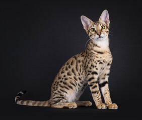 Young Savannah cat sitting up side ways, looking straight to camera. Isolated on a black background