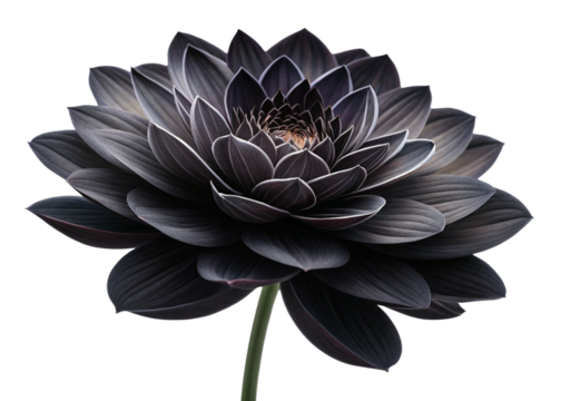 Black flower isolated on white background, png with transparency