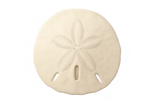 Sand dollar skeleton showing intricate pattern and texture, a natural marine echinoderm on transparent background