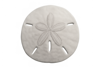 Sand dollar shell with its distinctive five-petal design on a transparent background, representing ocean life, peace and luck