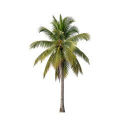 Obraz premium Coconut palm tree isolated on transparent background