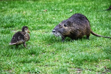 Beaver duckling stand-off