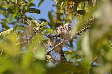 Zebra Dove on the branch