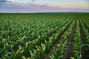 Green cornfield growing under a vibrant sunset sky