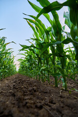 Green corn field growing under blue sky