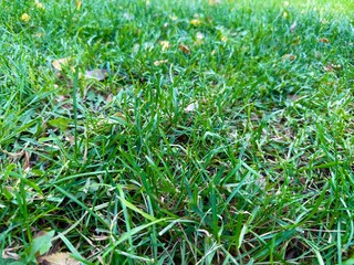 Close-up of vibrant green grass blades on a lawn. Healthy and fresh grassy surface with scattered autumn leaves, creating a natural background or texture. Nature, freshness, ecology, growth.