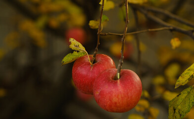 Two ripe red apples dangle from a branch against a backdrop of yellow leaves showcasing the beauty of an autumn orchard at sunset
