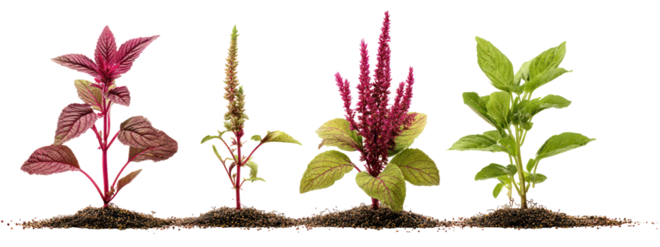 Four different plants with unique seed heads isolated on transparent background - Powered by Adobe