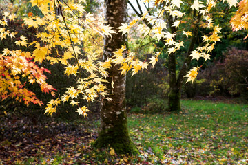 autumn leaves in the park