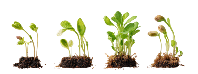 Four stages of plant growth isolated on transparent background
