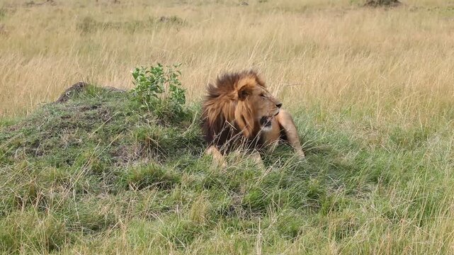 Regal male lion looking out over the African plains