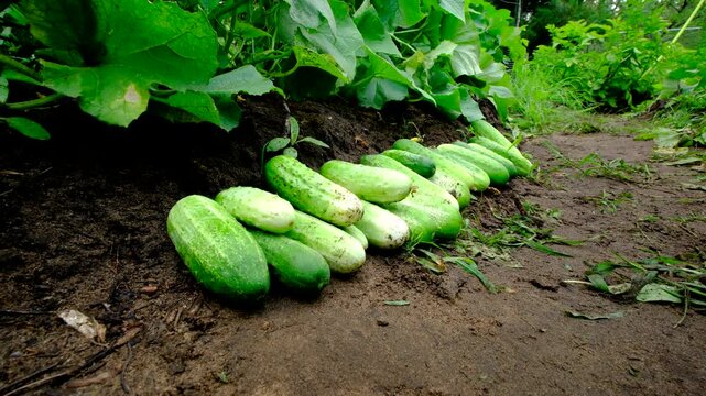 Close up of pile of large gherkin cucumbers laying on ground after been freshly harvested from plants