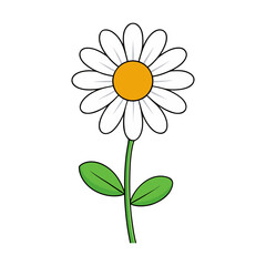 single wild daisy flower