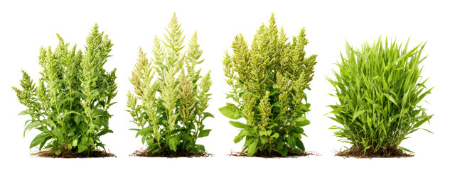 Naklejka premium Four Sets of Quinoa Plants, Teff Plants, Spelt Plants, and Buckwheat Plants on Transparent Background
