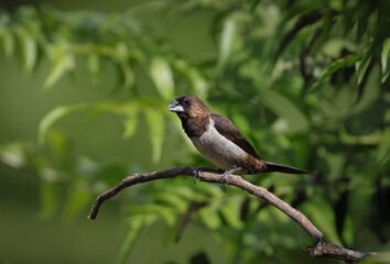 portrait of white rumped munia.