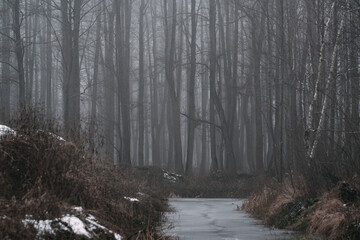 winter forest in the fog. tree trunks