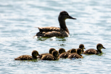 Duck family swimming together on blue water surface, mother duck and ducklings in natural light
