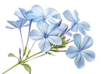 Blue plumbago or Cape leadwort flower. Close up small blue flower bouquet isolated on transparent background