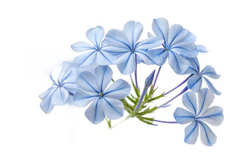 Blue plumbago or Cape leadwort flower. Close up small blue flower bouquet isolated on transparent background 2