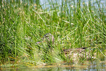 Wild duck hiding among green reeds near the lake shore