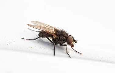 Macro photograph of the housefly (Musca domestica)