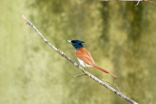 This male Indian paradise flycatcher, a medium-sized passerine bird, is perched on a branch.