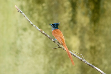 Fototapeta premium This male Indian paradise flycatcher, a medium-sized passerine bird, is perched on a branch.