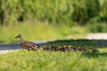 Female duck leading ducklings on green meadow in summer daylight, nature wildlife family scene