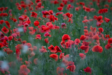 Obraz premium Field of red poppies blooming in soft summer light creating a peaceful natural scene