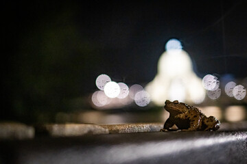 Wet frog sitting on city bench at night surrounded by bokeh street lights and reflections