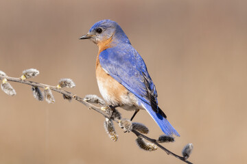 Eastern Bluebird (Sialia sialis) Bird Perched on a Willow Branch