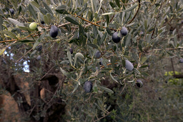 Organic olive farming – fresh olives still on trees before harvesting