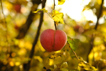 Red apples hang from the branches in a vibrant orchard surrounded by green and yellow foliage. The bright sun creates a warm atmosphere perfect for harvesting.