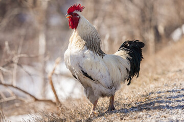 Domestic Rooster (Gallus gallus domesticus) Standing Proud in Natural Sunlight