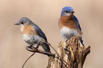 Eastern Bluebird Pair (Sialia sialis) Bird Perched on Weathered Stump in Natural Habitat
