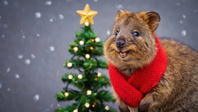 A Cheerful Quokka Posing Beside a Decorated Tree with a Radiant Star, Sporting a Cozy Red Scarf, Radiating Joy and Warmth in a Snowy Winter Setting