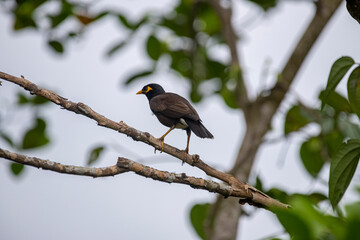 A Common Hill Myna, a glossy black bird with a vibrant yellow bill and legs, and distinct yellow wattles on its face, perched on a branch.