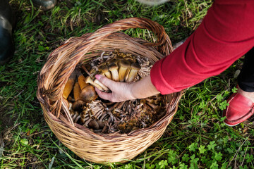 Autumn's Bounty: Foraging for Edible Fungi