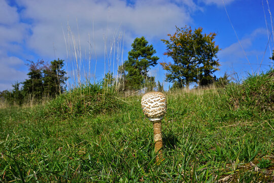  Gemeiner Riesenschirmling, Parasol; Riesenschirmpilz; Macrolepiota procera; parasol mushroom