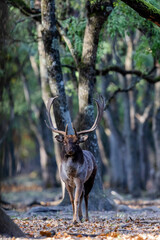 The wild european fallow deer male, Dama dama, roaring during autumn rut at the edge of forest meadow. Photographed in natural light and wild natural forest.  © Silviu