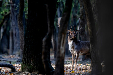 The wild european fallow deer male, Dama dama, roaring during autumn rut at the edge of forest meadow. Photographed in natural light and wild natural forest.  © Silviu