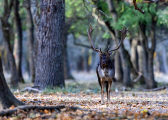 The wild european fallow deer male, Dama dama, roaring during autumn rut at the edge of forest meadow. Photographed in natural light and wild natural forest.  © Silviu