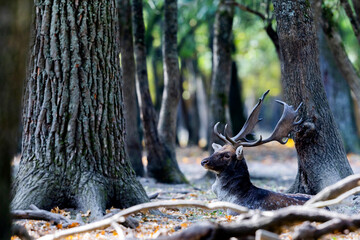The wild european fallow deer male, Dama dama, roaring during autumn rut at the edge of forest meadow. Photographed in natural light and wild natural forest.  © Silviu