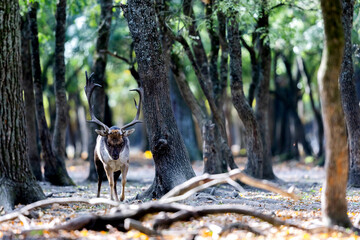 The wild european fallow deer male, Dama dama, roaring during autumn rut at the edge of forest...