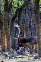The wild european fallow deer male and female, Dama dama, during autumn rut at the edge of forest meadow. Photographed in natural light and wild natural forest.  © Silviu