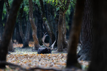 The wild european fallow deer male, Dama dama, roaring during autumn rut at the edge of forest meadow. Photographed in natural light and wild natural forest.  © Silviu
