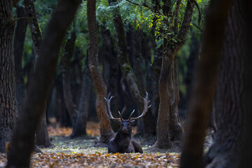The wild european fallow deer male, Dama dama, roaring during autumn rut at the edge of forest meadow. Photographed in natural light and wild natural forest.  © Silviu