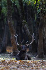 The wild european fallow deer male, Dama dama, roaring during autumn rut at the edge of forest meadow. Photographed in natural light and wild natural forest.  © Silviu